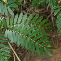 Calliandra surinamensis Benth.